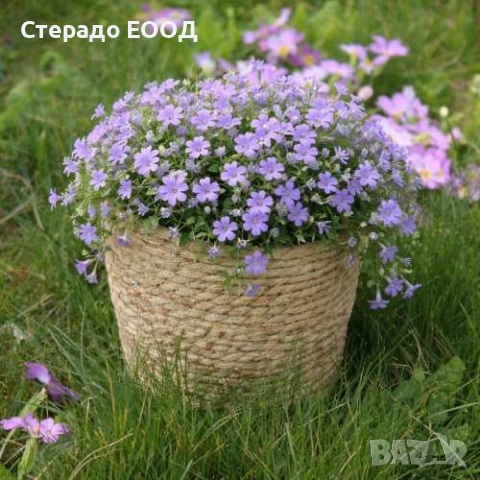 НАТУРАЛНА САКСИЯ, снимка 4 - Саксии и кашпи - 54889526