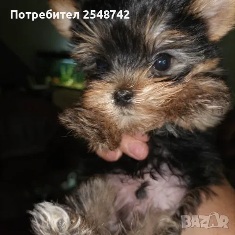 Мини Йорки.  . . , снимка 5 - Йоркширски териер - 55342352