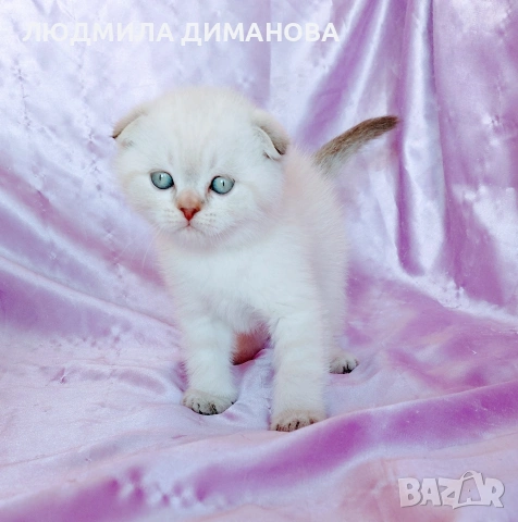 Шотландско мъжко Скоттиш Фолд , снимка 4 - Британска късокосместа - 54341227