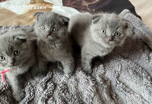 Малки шотландски клепоухи пухкави съкровища търсят своя нов дом! 🐾, снимка 7 - Британска късокосместа - 53889145