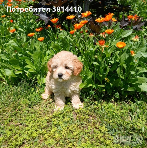 Малтипу, снимка 2 - Други - 54848236