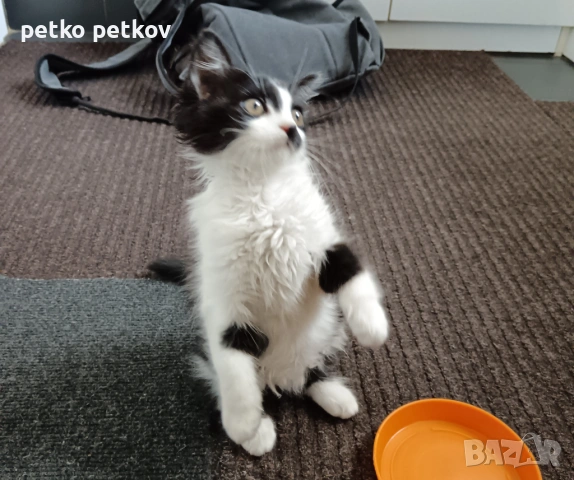 Подарявам малко котенце на 3 месеца, снимка 4 - Други - 54725973