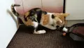 Подарявам малко котенце, снимка 5