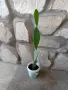Кактуси от о. Тасос в саксийка., снимка 4