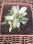 Рядка Вариегатна Хавортия (Haworthia retusa f. variegata) – Колекционерска, снимка 4