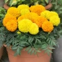 Tagetes Taishan Mix(Тагетис-Турта Тишан Микс), снимка 1