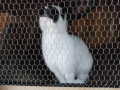 Зайци немска пеперуда чисти, снимка 7