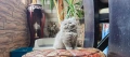 Британско лилаво коте, снимка 2