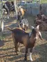 МЪЖКИ ЯРЕТА ЗА КЛАНЕ, снимка 1