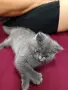 Британче момиченце , снимка 2