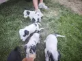*кученца спешно*, снимка 9