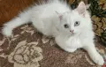 Персийски котенца , снимка 7