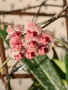 Hoya Хоя Sulawesiana Albomarinata , снимка 4