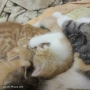 Подарявам пет котета, снимка 1