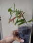 Колумнея, columnea Schiedeana, снимка 4