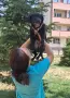 Куче - подарявам мъжко кученце, снимка 4