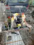 Продавам розели жълто глави и литийно., снимка 3