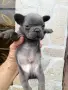 Продавам френски булдочета , снимка 1