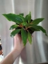 Хлорофитум Оранж Грин расад/Chlorophytum Orange Grimm, снимка 2