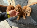 Мини Пудели Актуално от 30.04.2026, снимка 3