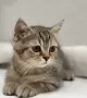 Шотландски котенца, снимка 5