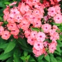 Phlox paniculata ‘Salmon’ (Флокс паникулата ‘Salmon’), снимка 2
