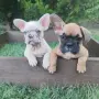 Френски булдог Женски , снимка 2