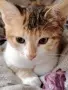 Две прекрасни котенца, снимка 5