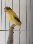 мъжко канарче Орфей, канар, снимка 4