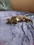 Подарявам котета - гр. Лясковец, снимка 4