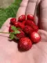 🍓🌿🍓 Декоративна ягода – Duchesnea indica 🍓(Индийска ягода, Фалшива ягода), снимка 2