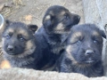 Бебета немски овчарки, снимка 12