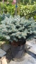 Глаука глобоза Glauca globosa, снимка 6