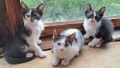Подарявам котенце!, снимка 1