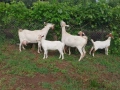Продавам 3 кози и 3 ярета, снимка 5