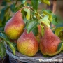 Продавам попска круша , снимка 1