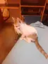 Малки  Котета момиченца, снимка 2