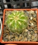 Кактус Oroya Peruviana var minima , снимка 7