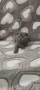 Британски котета , снимка 5