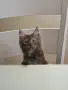 котенца Мейн Куун, снимка 7