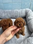 Той Пудел/Toy Poodle, снимка 3