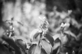 Nikon 50mm f/1.4 AI обектив Никон, снимка 9