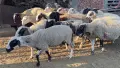 Продавам стадо от 240 овце - млади, здрави и добре гледани, снимка 5