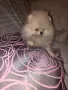 Померан мини момченце, снимка 2