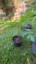 Продавам декоративно растение Китайски мехурник (Koelreuteria paniculata), снимка 6