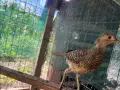 млади червенозлатни фазани , снимка 1