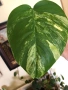 Резник monstera Aurea variegated , снимка 1