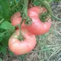 Продавам Розов домат, снимка 11