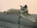 британски. 2 котки мъжко и женско, снимка 3