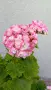 Сортово мушкато Pelargonium Appleblossom rosebud, снимка 4